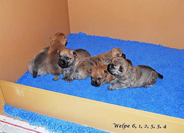 Fynn als Welpe 020.jpg